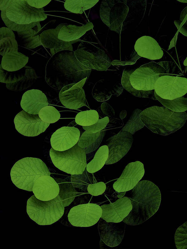 Black Background Poster featuring the photograph Green Leaves On A Black Background by Michael Duva