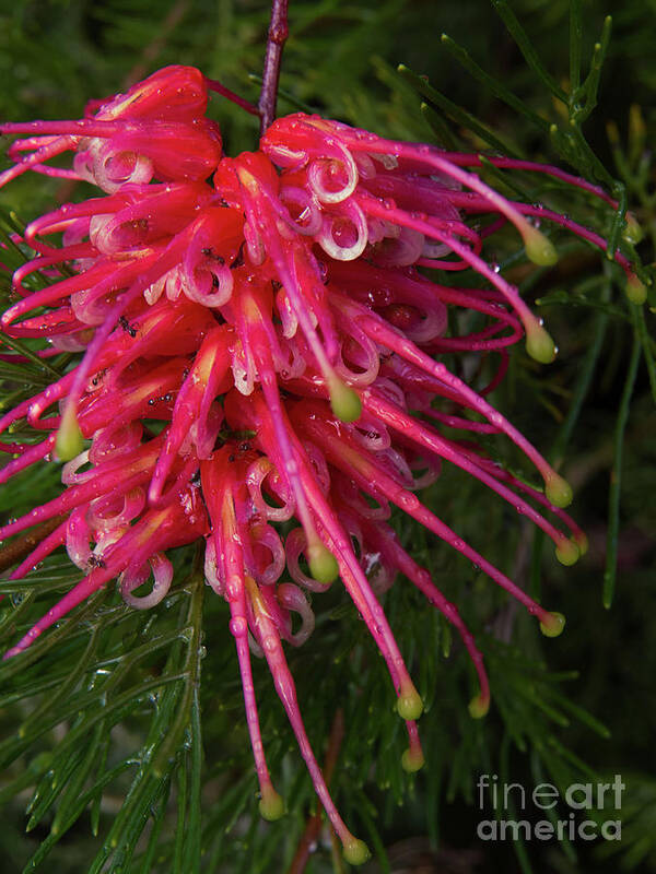 Red Poster featuring the photograph Grevillea Lollypop Flower 1 by Christy Garavetto