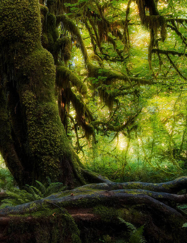 Moss Poster featuring the photograph Hanging Moss by Ken Liang