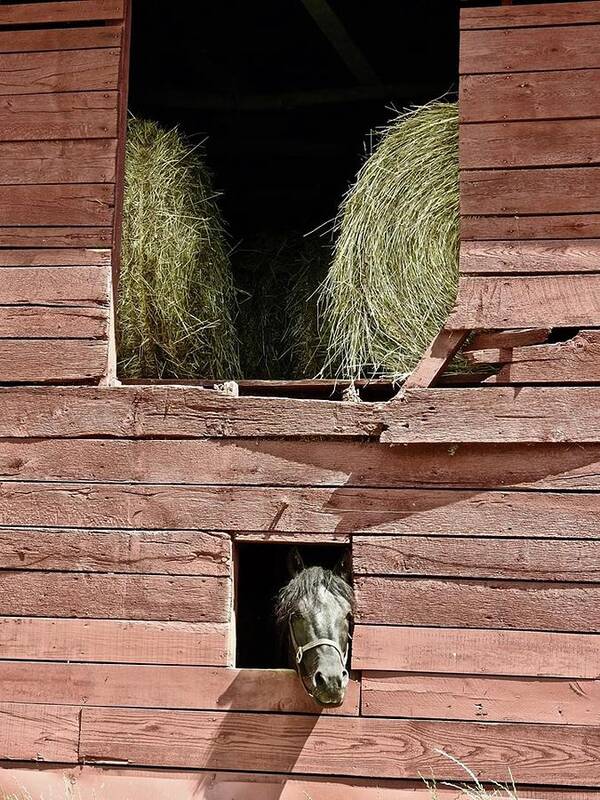 Horse Poster featuring the photograph Horse Barn by Kathy Chism
