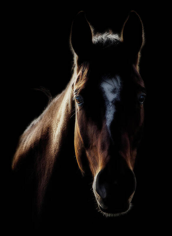 Horse Poster featuring the photograph Horse In Backlight by Ryan Courson Photography