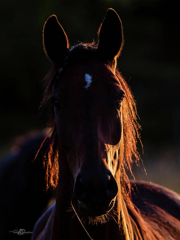 Horse Poster featuring the photograph Horse portrait in back lit by Torbjorn Swenelius