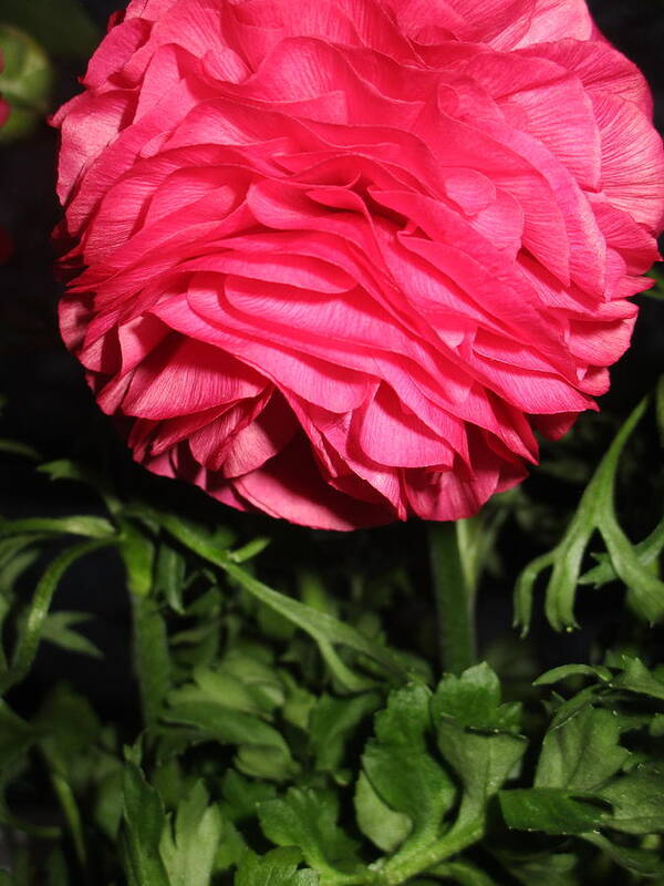 Ranunculus Poster featuring the photograph I Bow by Rosita Larsson