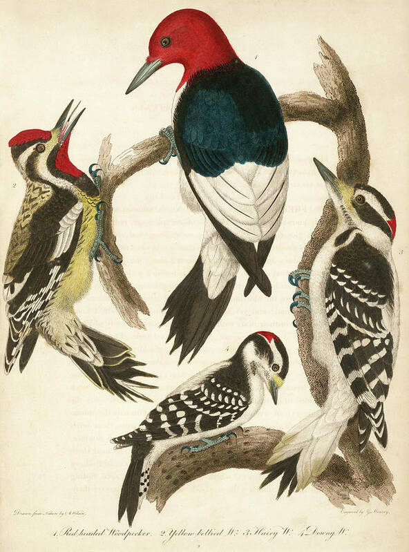 Birds Poster featuring the mixed media 1. Red-headed Woodpecker. 2. Yellow-bellied Woodpecker. 3. Hairy Woodpecker. 4. Downy Woodpecker. by Alexander Wilson