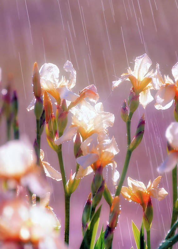 Beautiful Poster featuring the photograph Iris in Rain by Leland D Howard