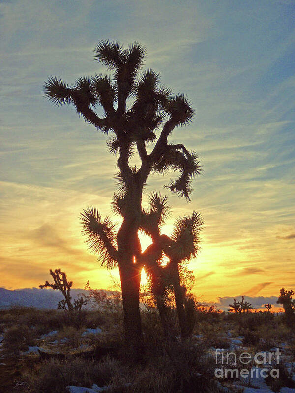 Joshua Tree Poster featuring the photograph Joshua In Winter by Suzette Kallen