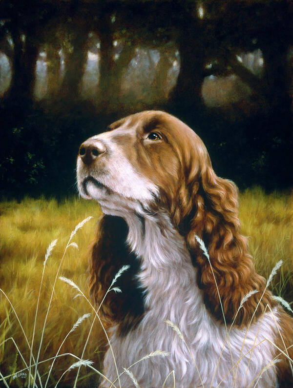 Cocker Spaniel Dog In Field Poster featuring the painting Js114/b by John Silver