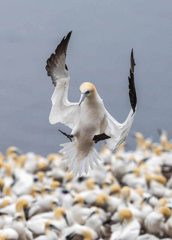 Gannet Poster featuring the photograph Landing by Donald Luo