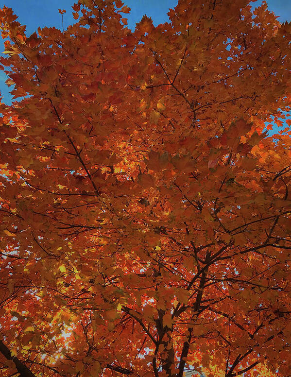 Fall Poster featuring the photograph Leaves of Fire by Lora J Wilson