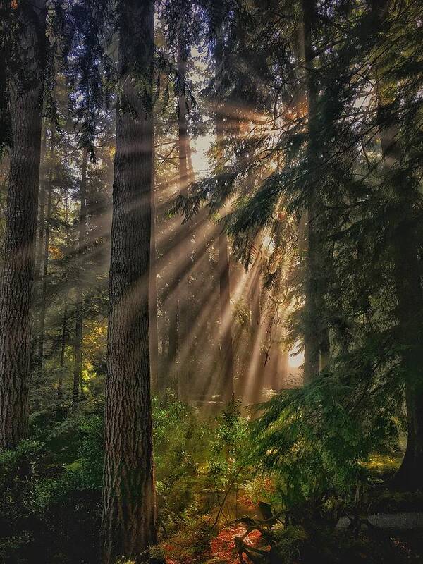 Forest Poster featuring the photograph Let There Be Light by Jerry Abbott