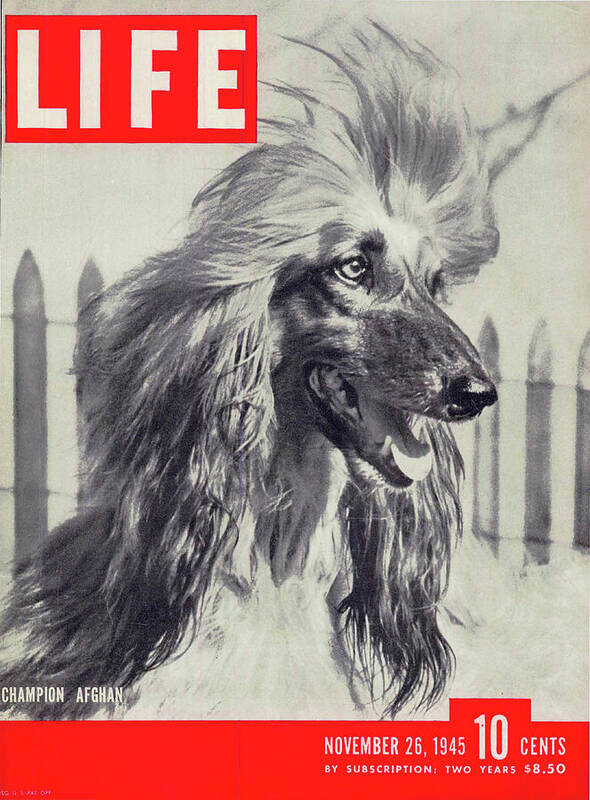 Dog Poster featuring the photograph LIFE Cover: November 26, 1945 by Nina Leen