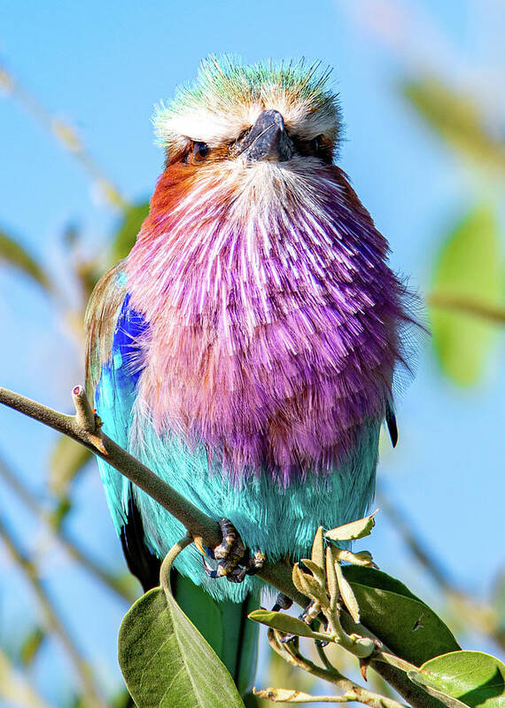  Poster featuring the photograph Lilac Breasted Roller of Africa by Marcy Wielfaert