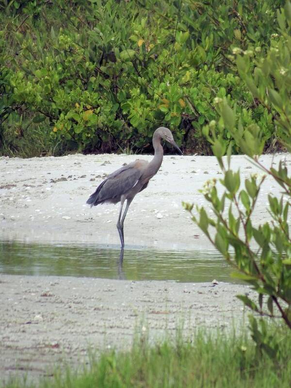 Birds Poster featuring the photograph Little Blue Heron by Karen Stansberry