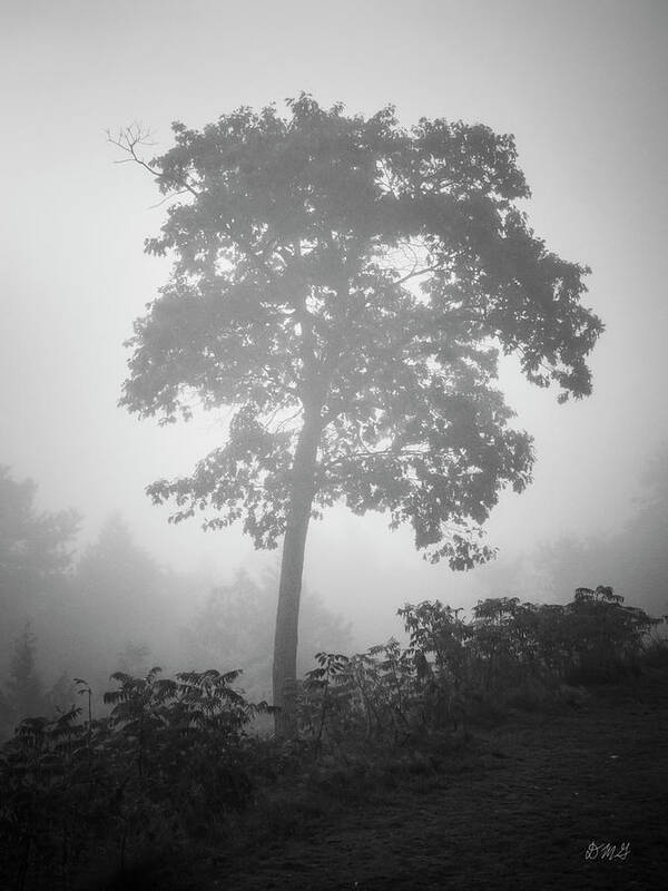 Arbor Poster featuring the photograph Lone Tree and Fog BW by David Gordon