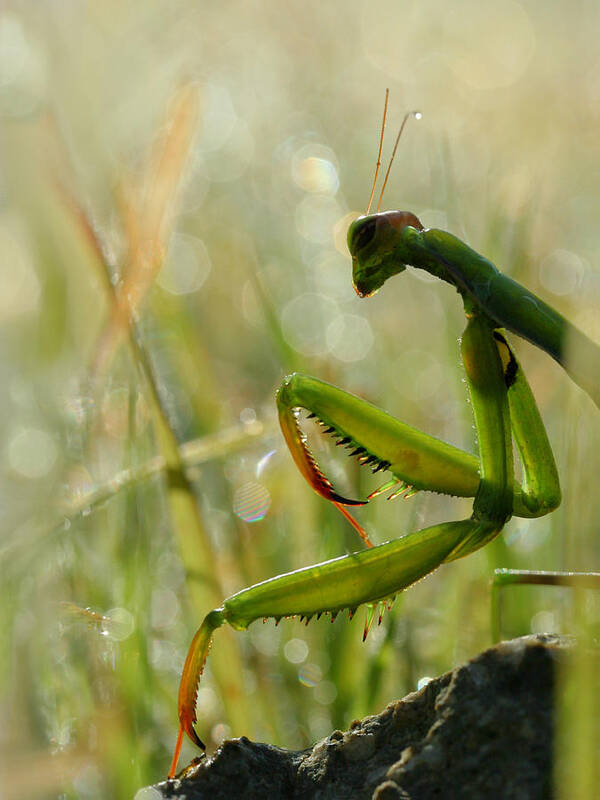 Mantis Poster featuring the photograph Mantis In The Morning by Jimmy Hoffman