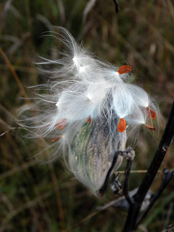 Milkweed Pods Poster featuring the photograph Milkweed Pod Art by David T Wilkinson