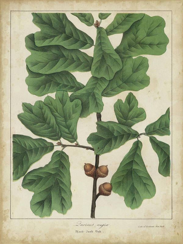Botanical Poster featuring the painting Oak Leaves & Acorns I by John Torrey