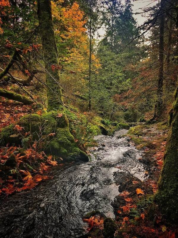 Autumn Poster featuring the photograph Orcas Island Stream by Jerry Abbott