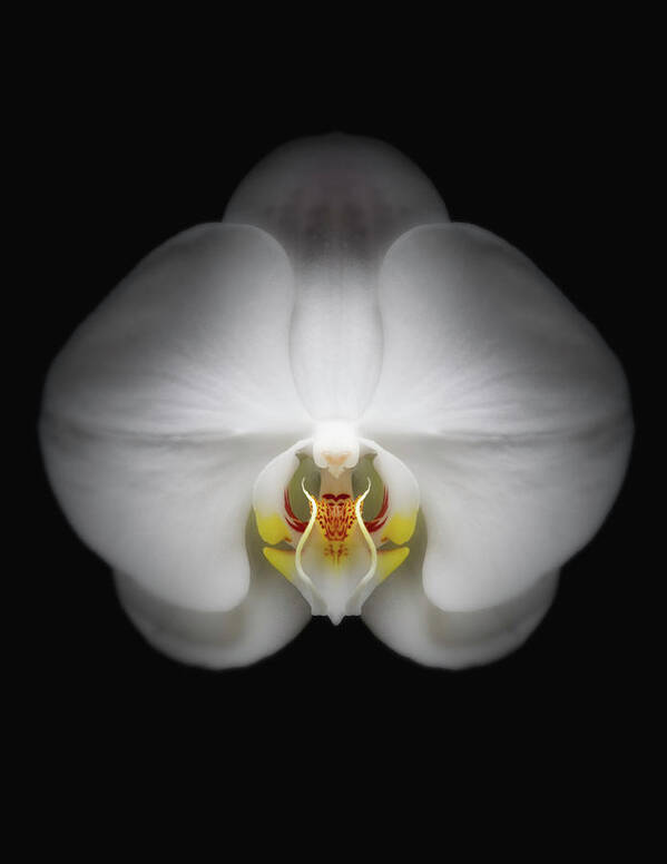 Black Background Poster featuring the photograph Orchid Flower by Burazin