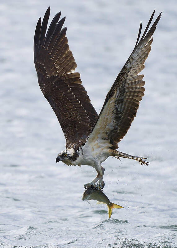 Osprey Poster featuring the photograph Ospreys Catch Fish by Johnny Chen