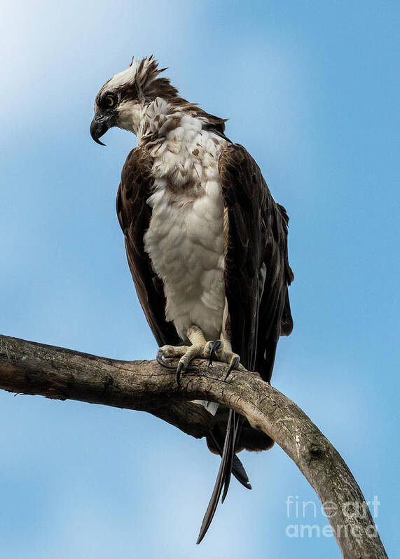 Osprey Poster featuring the photograph Out on a Limb by Michael Dawson