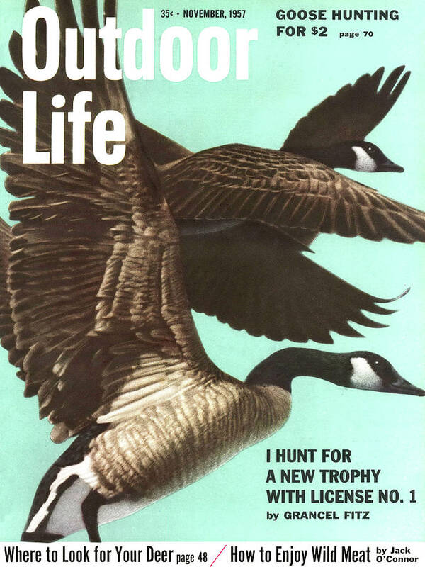 Goose Hunting Poster featuring the drawing Outdoor Life Magazine Cover November 1957 by Outdoor Life