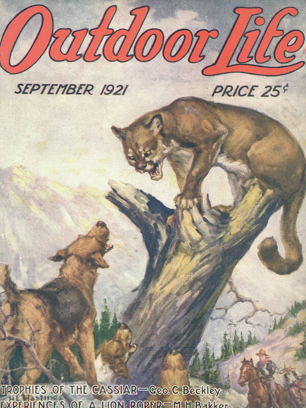 Hunting Dogs Poster featuring the painting Outdoor Life Magazine Cover September 1921 by Outdoor Life