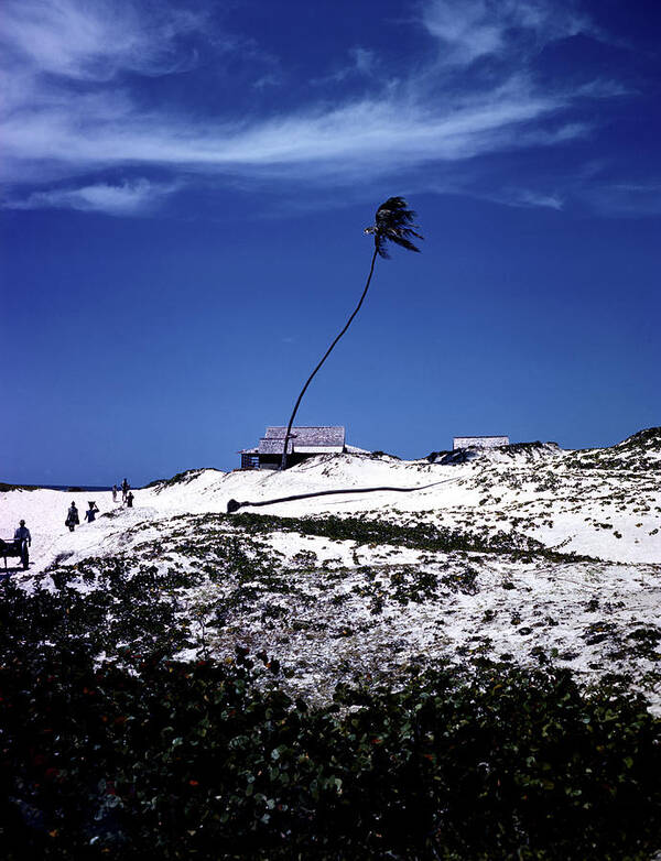 Palm Poster featuring the photograph Palm Tree in Barbados by Eliot Elisofon