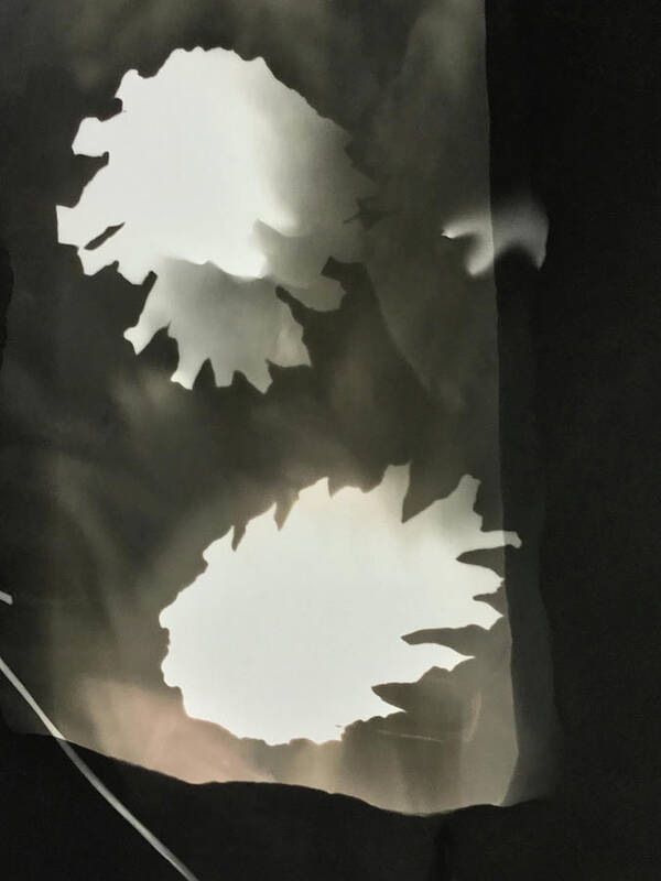 Alternative Poster featuring the photograph Pine cones photogram by Itsonlythemoon