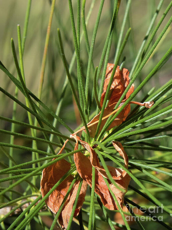 Green Poster featuring the photograph Pine Needles 1 by Christy Garavetto