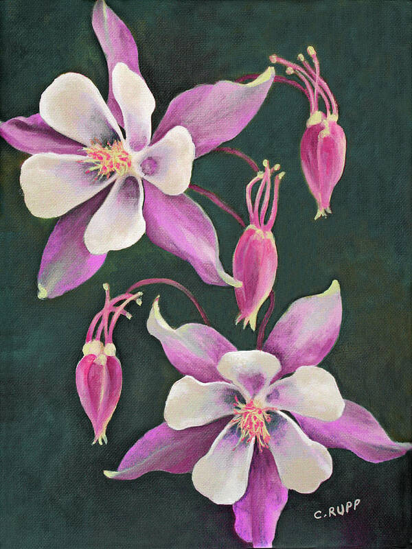 Pink Columbine Poster featuring the painting Pink Columbine by Carol J Rupp