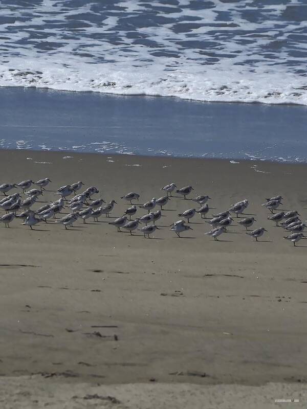 Wildlife Poster featuring the photograph Plover Parade by Richard Thomas