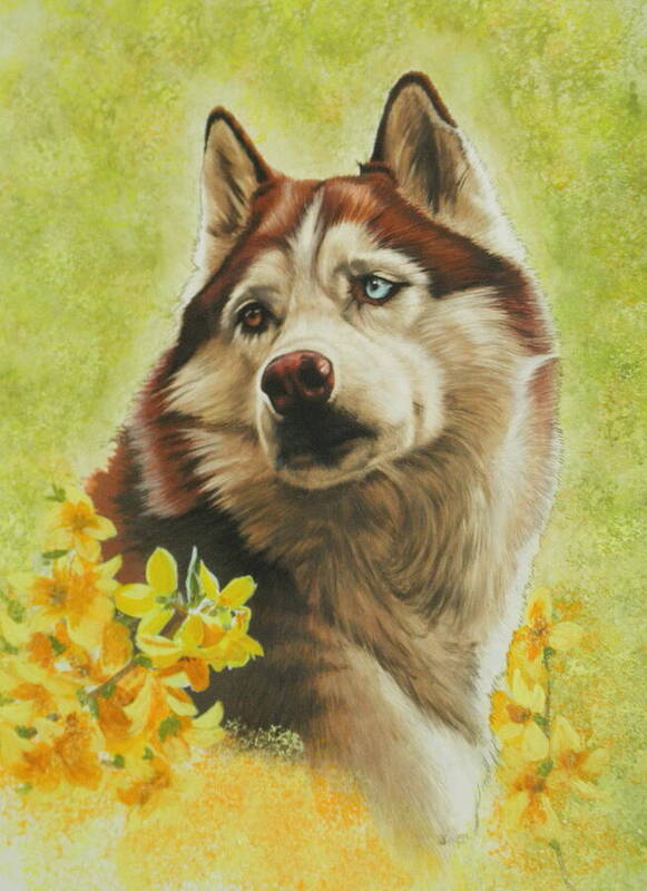 Working Group Poster featuring the mixed media Poised Siberian Husky in Color by Barbara Keith