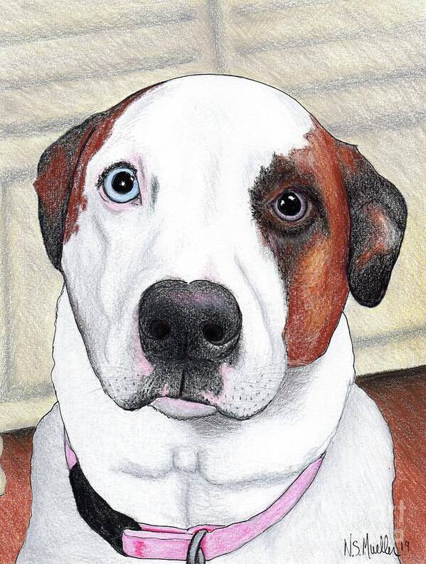 Colored Pencil Poster featuring the drawing Portrait of a Dog Named Dave by Nancy Mueller