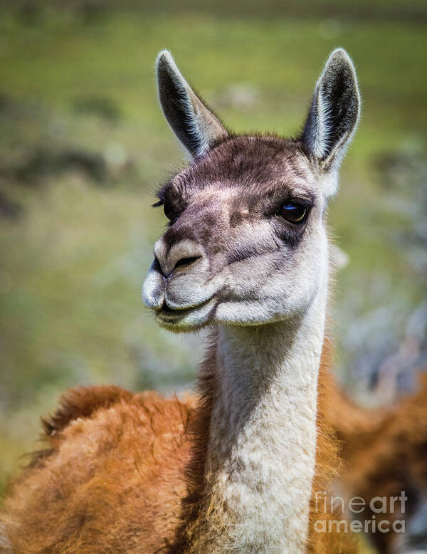 Guanaco Poster featuring the photograph Portrait of a guanaco, Patagonia by Lyl Dil Creations