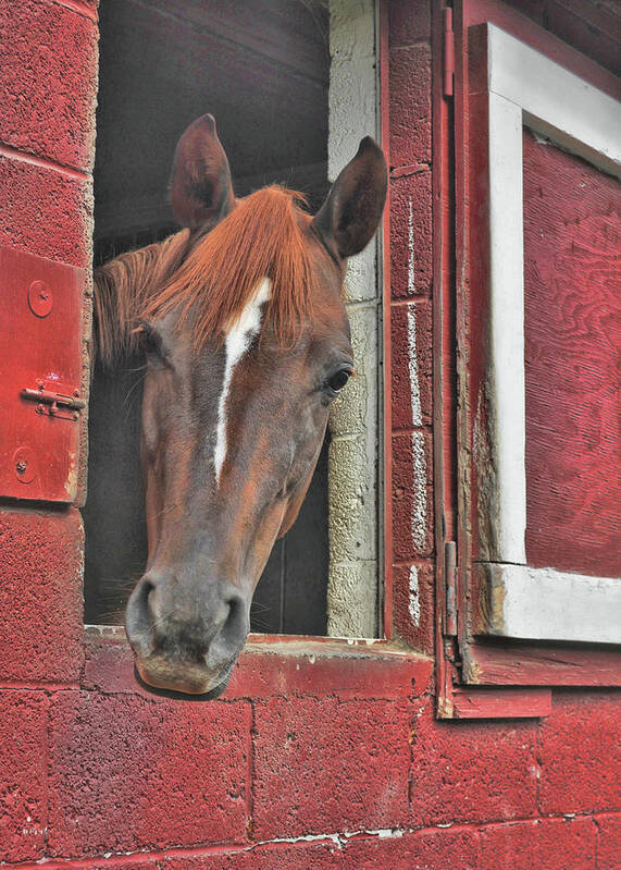 Barn Poster featuring the photograph Pretty Prince by Dressage Design