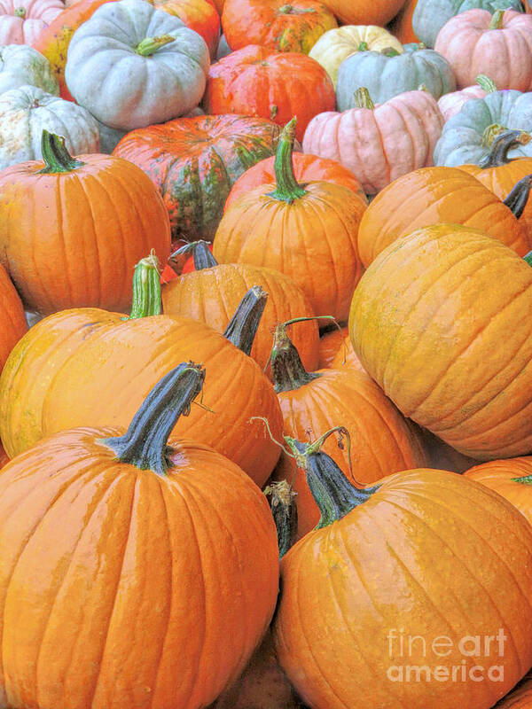 Pumpkins Poster featuring the photograph Pumpkin Variety by Janice Drew
