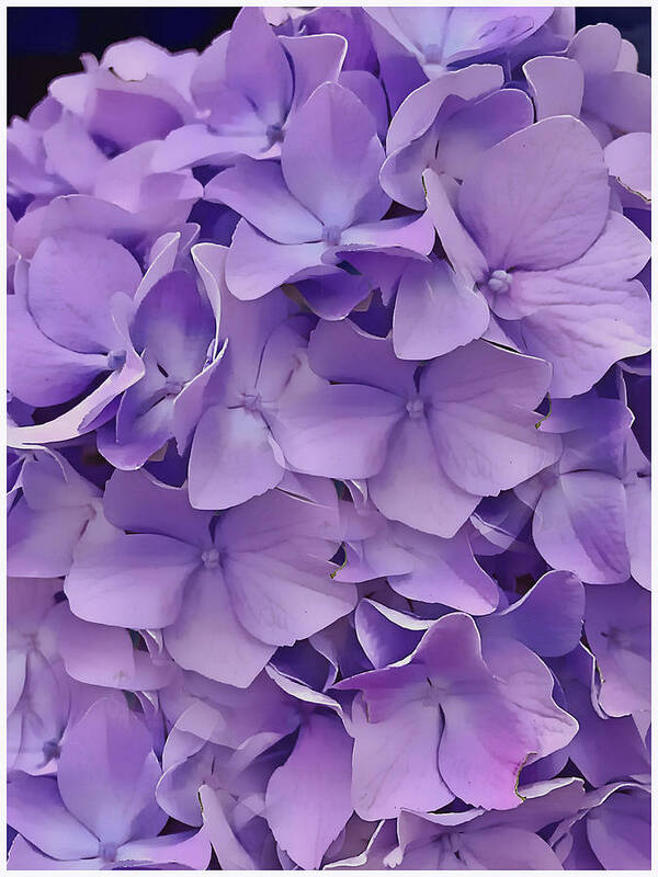 Purple Poster featuring the digital art Purple Hydrangea by Cindy Greenstein