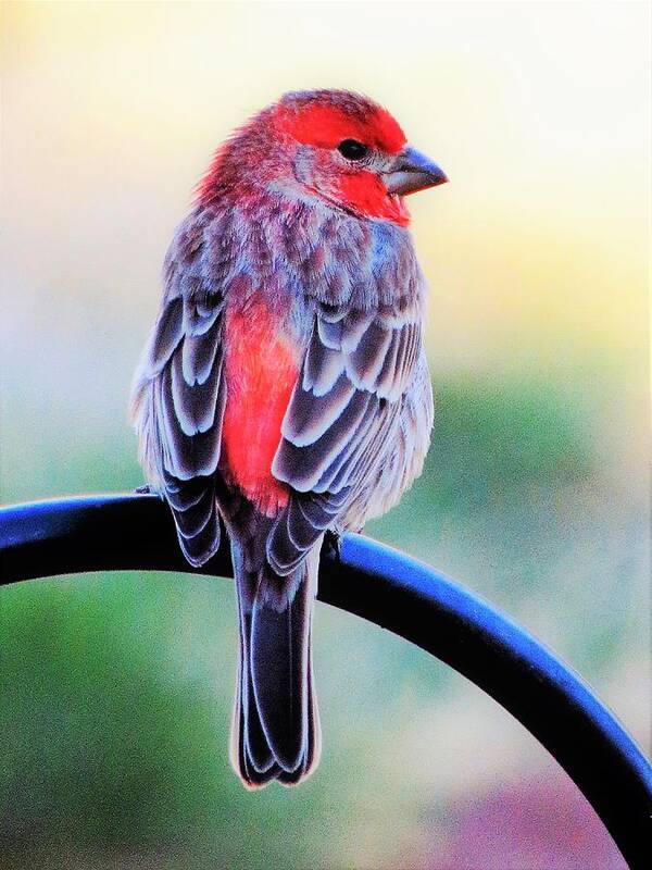 Finches Poster featuring the photograph Rainbow Finch by Lori Frisch