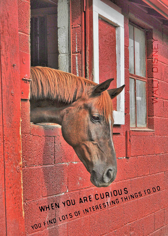 Barn Poster featuring the photograph RED HORSE quote by Dressage Design