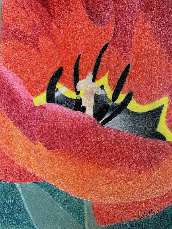 Flower Poster featuring the drawing Red tulip by Colette Lee