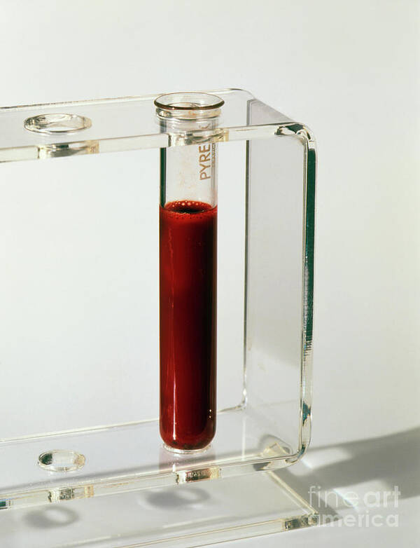 Blood Sample Poster featuring the photograph Sample Of Blood In A Test Tube Ready For Analysis by Martyn F. Chillmaid/science Photo Library
