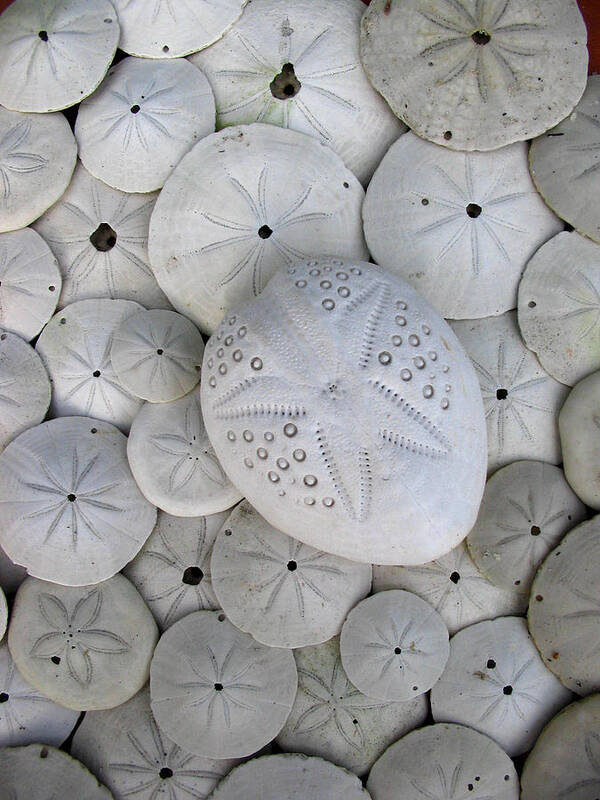 Animal Shell Poster featuring the photograph Sand Dollars by Brenda Foran