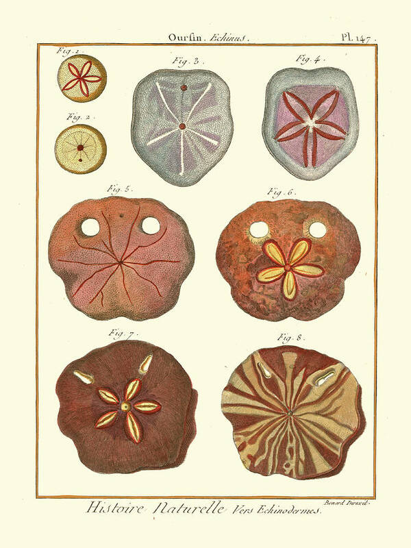 Animals & Nature Poster featuring the painting Sand Dollars II by Denis Diderot