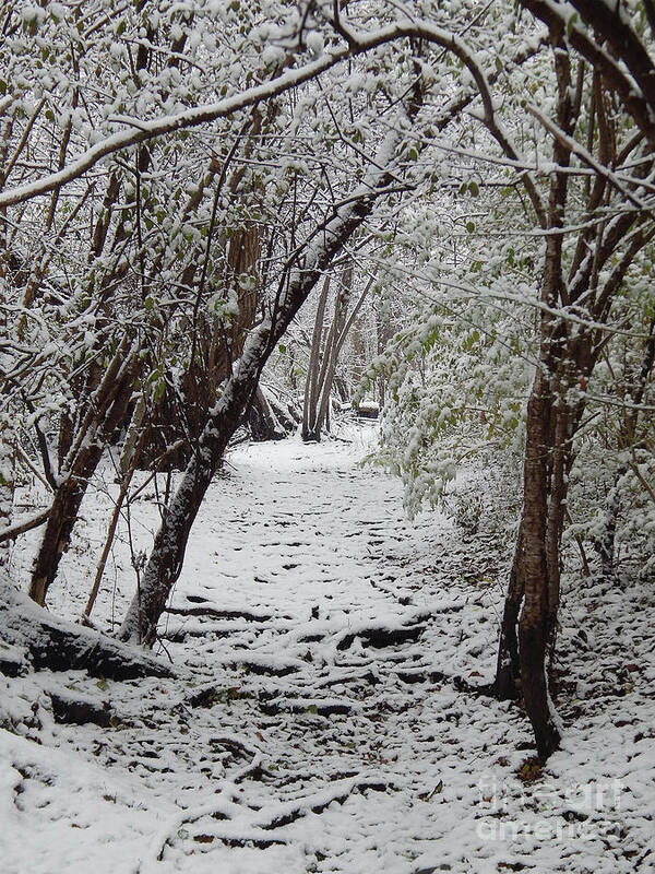 Trail Poster featuring the photograph Snow In The Woods by Phil Perkins