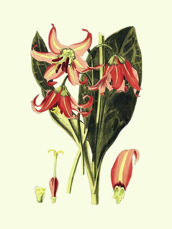 Botanical & Floral Poster featuring the painting Striking Beauty IIi by Vision Studio