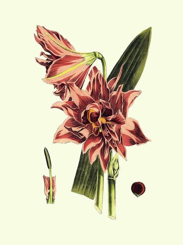 Botanical & Floral Poster featuring the painting Striking Beauty Iv by Vision Studio