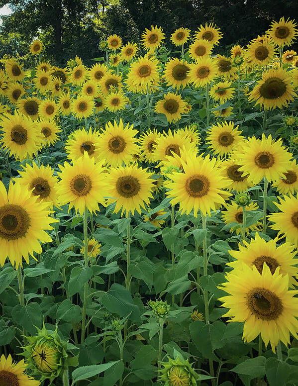 Sunflowers Poster featuring the photograph Sunflowers by Lora J Wilson