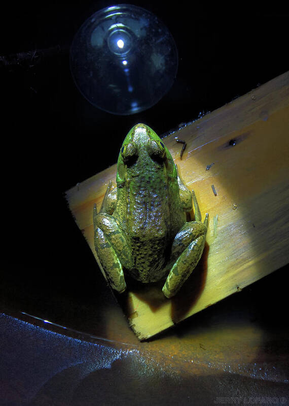 Frog Poster featuring the photograph The Light by Jerry LoFaro