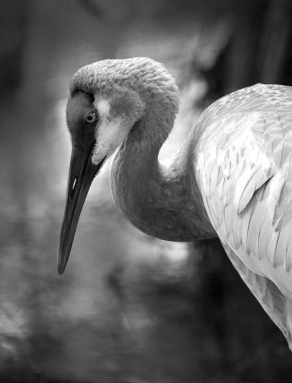 Animal Poster featuring the photograph The Sandhill Crane On The Pond by Robin Wechsler